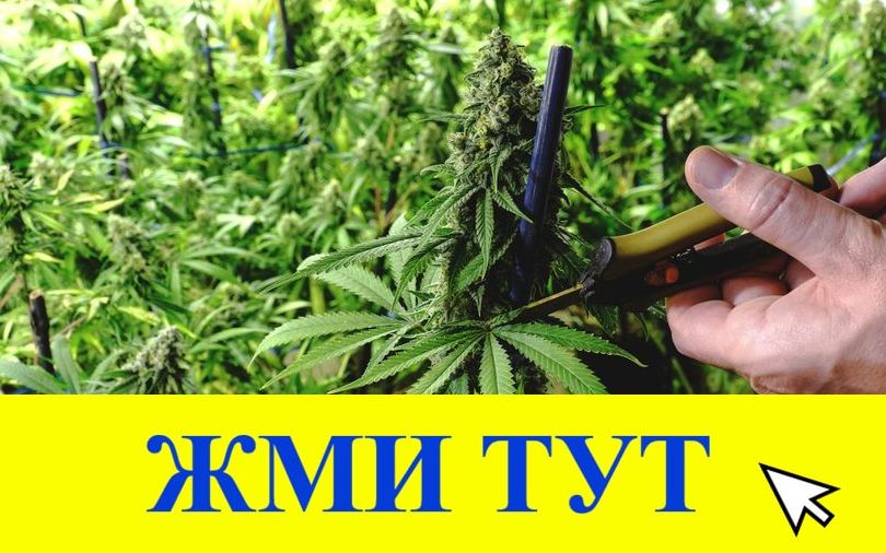 Купить наркотики в России